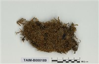 藏品(粗枝苔屬)的圖片